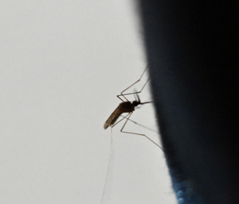 颠覆认知：冰岛首次发现蚊子