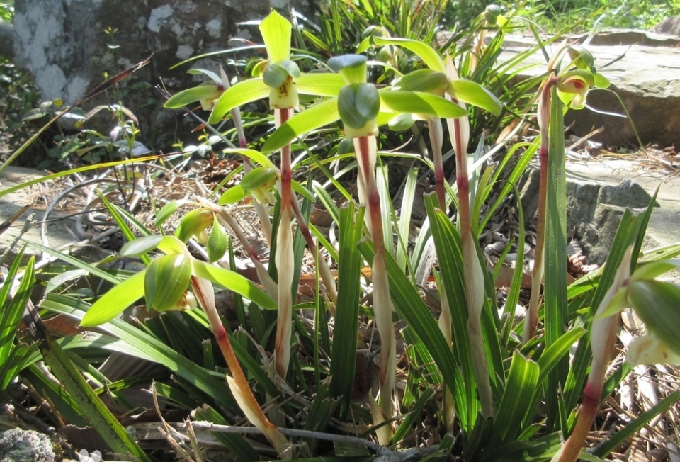男子因非法采挖野生兰花被判缓刑