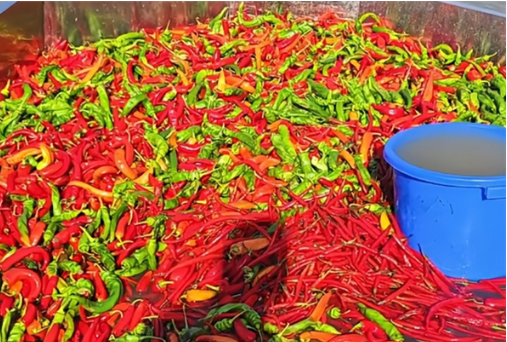 鱼塘用辣椒喂鱼，塘主:鱼会更肥美