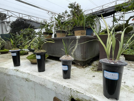 震惊：200万一盆 “天价兰花”到底谁在买