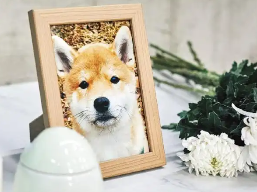 又一暴利行业：揭开宠物殡葬背后的外衣