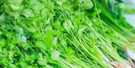 突然喜欢吃香菜，可能因为你老了