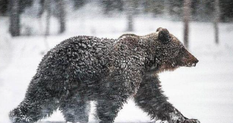 近千头熊被猎杀，日本北海道熊尸体多到装不下