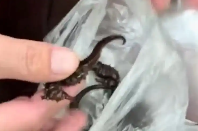 药酒里泡了十余年的海马竟是塑料，数千元竟到假药材