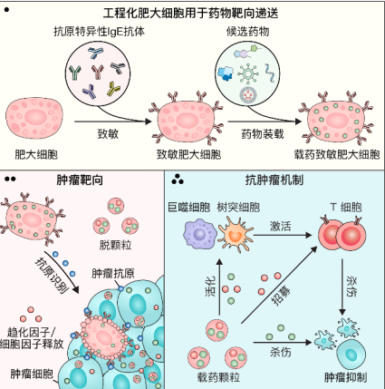 中国科学家发现抗癌“新利器”