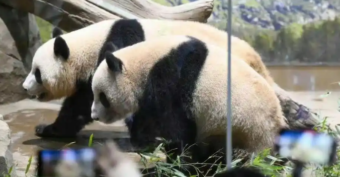 日本将不再有大熊猫