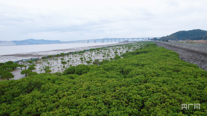 行进的海岸线丨全国最北红树林扎根玉环 繁育“海上森林”