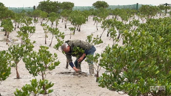 行进的海岸线丨全国最北红树林扎根玉环 繁育“海上森林”