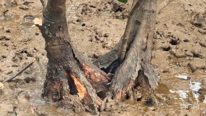 行进的海岸线丨全国最北红树林扎根玉环 繁育“海上森林”