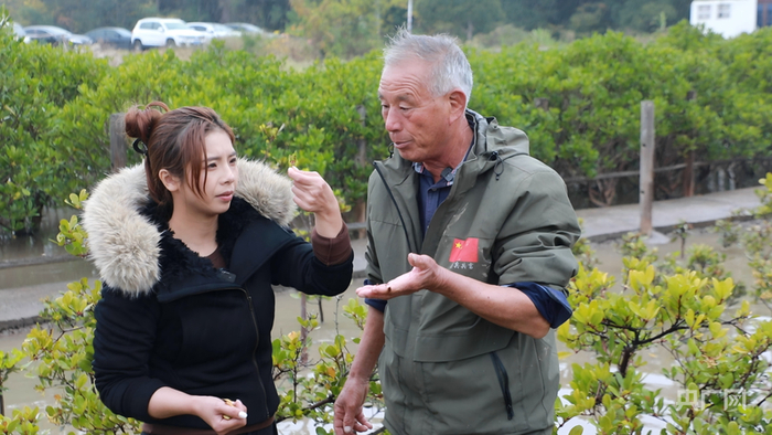 行进的海岸线丨全国最北红树林扎根玉环 繁育“海上森林”