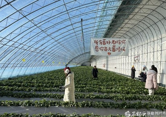 新疆的冬天亚克西丨从雪场滑到大棚，奔赴乌鲁木齐县的“莓”好暖冬