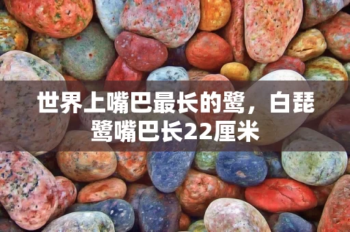 世界上嘴巴最长的鹭，白琵鹭嘴巴长22厘米