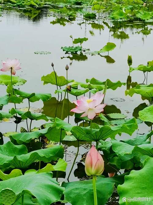重庆十大赏荷好去处2025年排行榜前十名榜单出炉