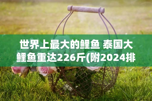 世界上最大的鲤鱼 泰国大鲤鱼重达226斤(附2024排名前十完整榜单)