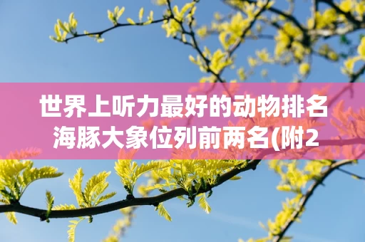 世界上听力最好的动物排名 海豚大象位列前两名(附2024排名前十完整榜单)