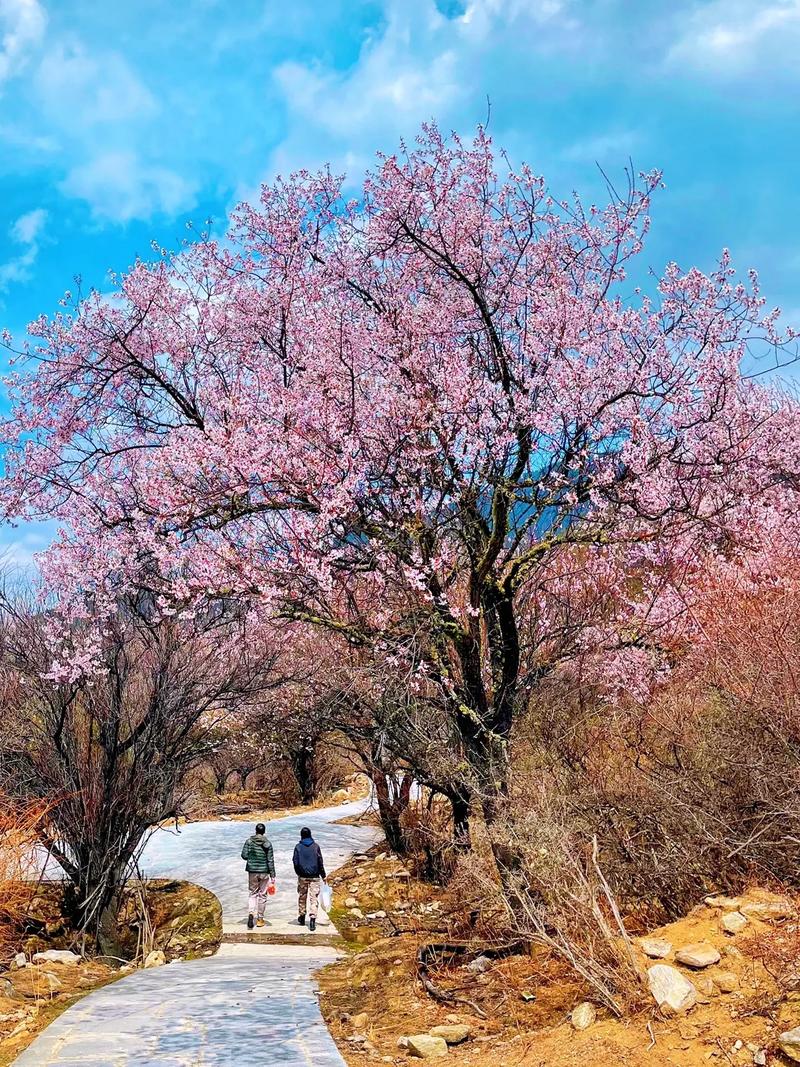 中国十大赏桃花胜地2025年排行榜前十名榜单出炉