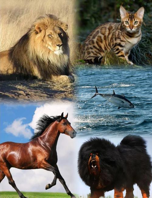 世界上最贵的十大宠物 一匹马售价达1600万美元(2024年最新排名前十榜单)