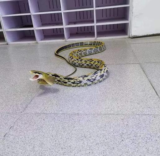 世界上最温顺的蛇,黑眉锦蛇体长可达2米