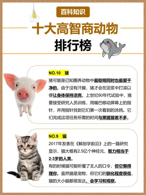 世界上最聪明的动物排行榜2024最新排名前十名对比