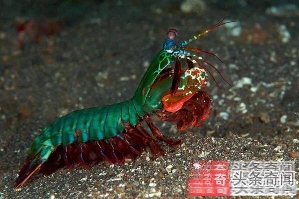 视力最好的动物排行 壁虎上榜,第九是世界上最大的无脊椎动物