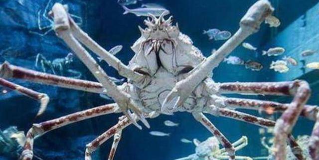 世界上最大的变异螃蟹，日本巨型杀人蟹