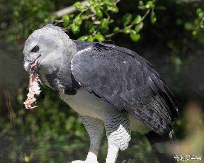 世界上最大的鹰，角雕体长达108厘米