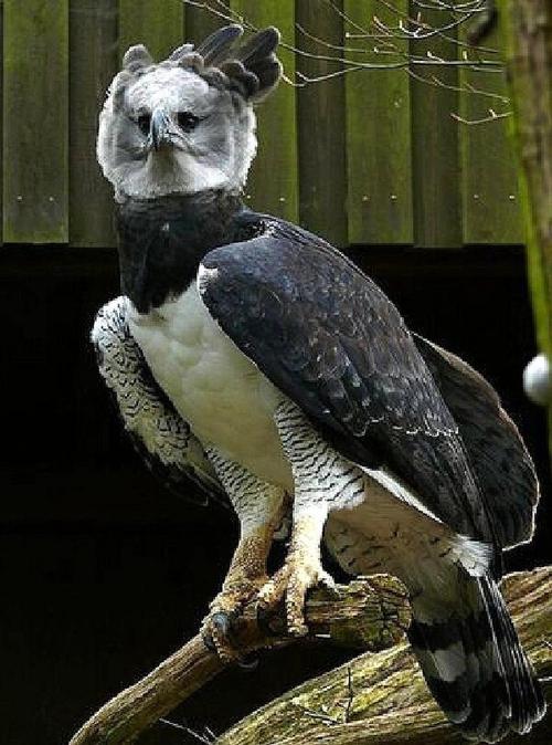 世界上最大的鹰,角雕体长达108厘米