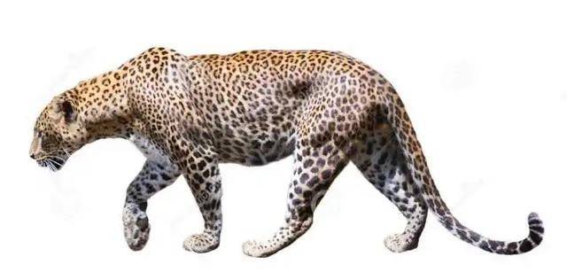 2024年世界上十大食肉猛兽 最厉害的食肉猛兽排行榜 有些你想不到