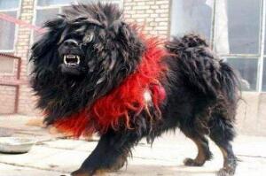 2024年世界上十大食肉猛兽 最厉害的食肉猛兽排行榜 有些你想不到