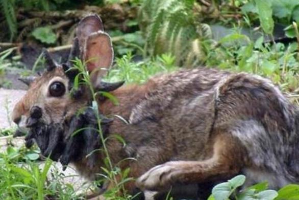 世界上最恐怖的兔子,肿瘤兔脸上长满肿瘤