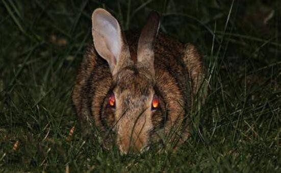 世界上最恐怖的兔子,肿瘤兔脸上长满肿瘤