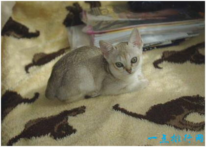 世界上体重最小的猫品种：新加坡猫最重仅2.7千克