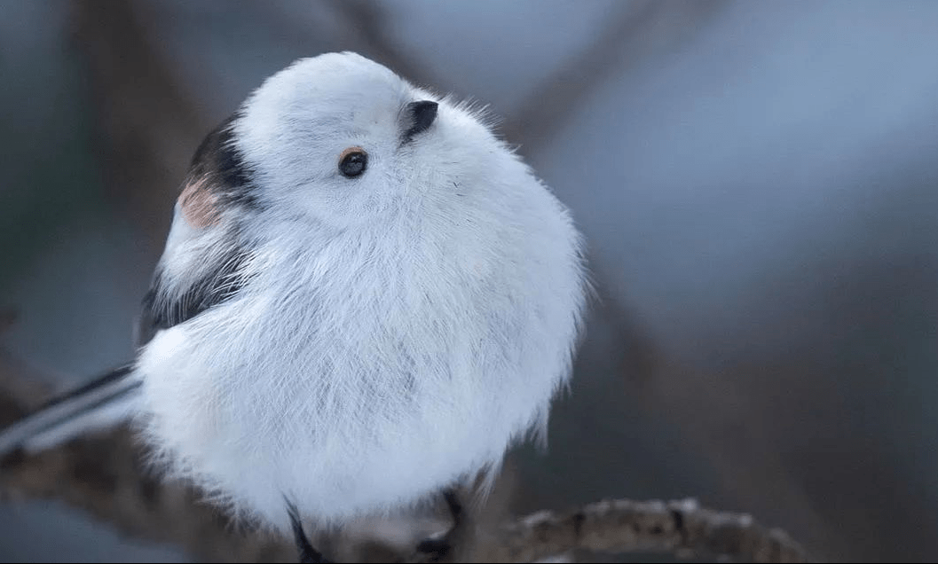 世界上最萌的鸟：银喉长尾山雀体长仅13厘米