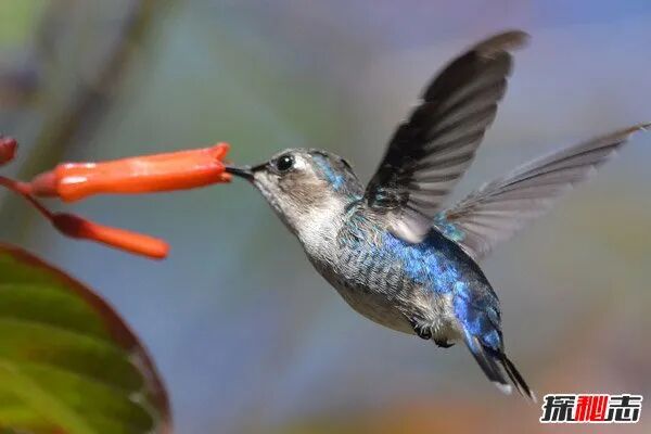 世界上最轻的鸟,蜂鸟平均身长5.6-6.5厘米