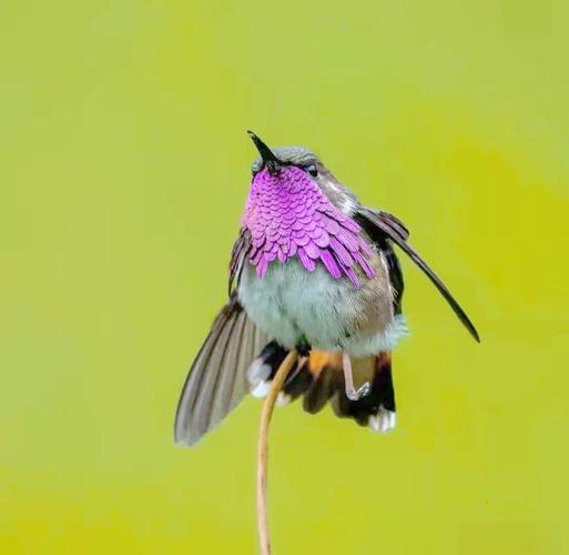 世界上最轻的鸟,蜂鸟平均身长5.6-6.5厘米