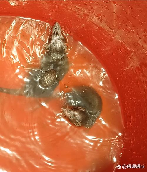 世界上毒性最强的物质:1毫克可杀死2亿只小白鼠