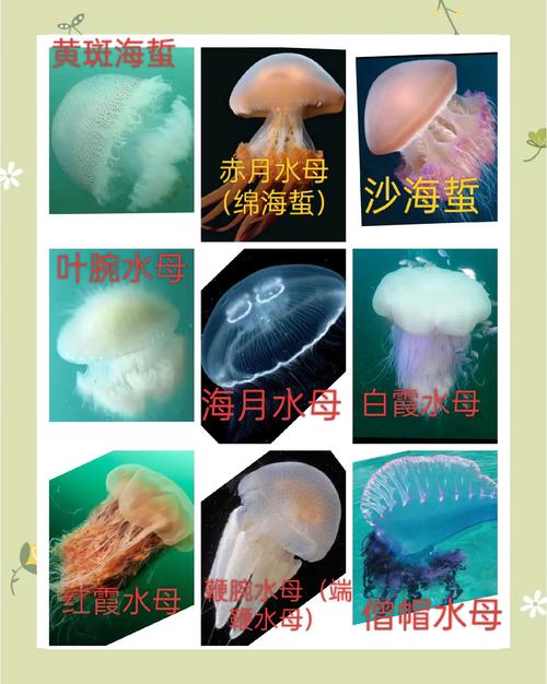 海滩现巨型水母2023最新排名前十名对比