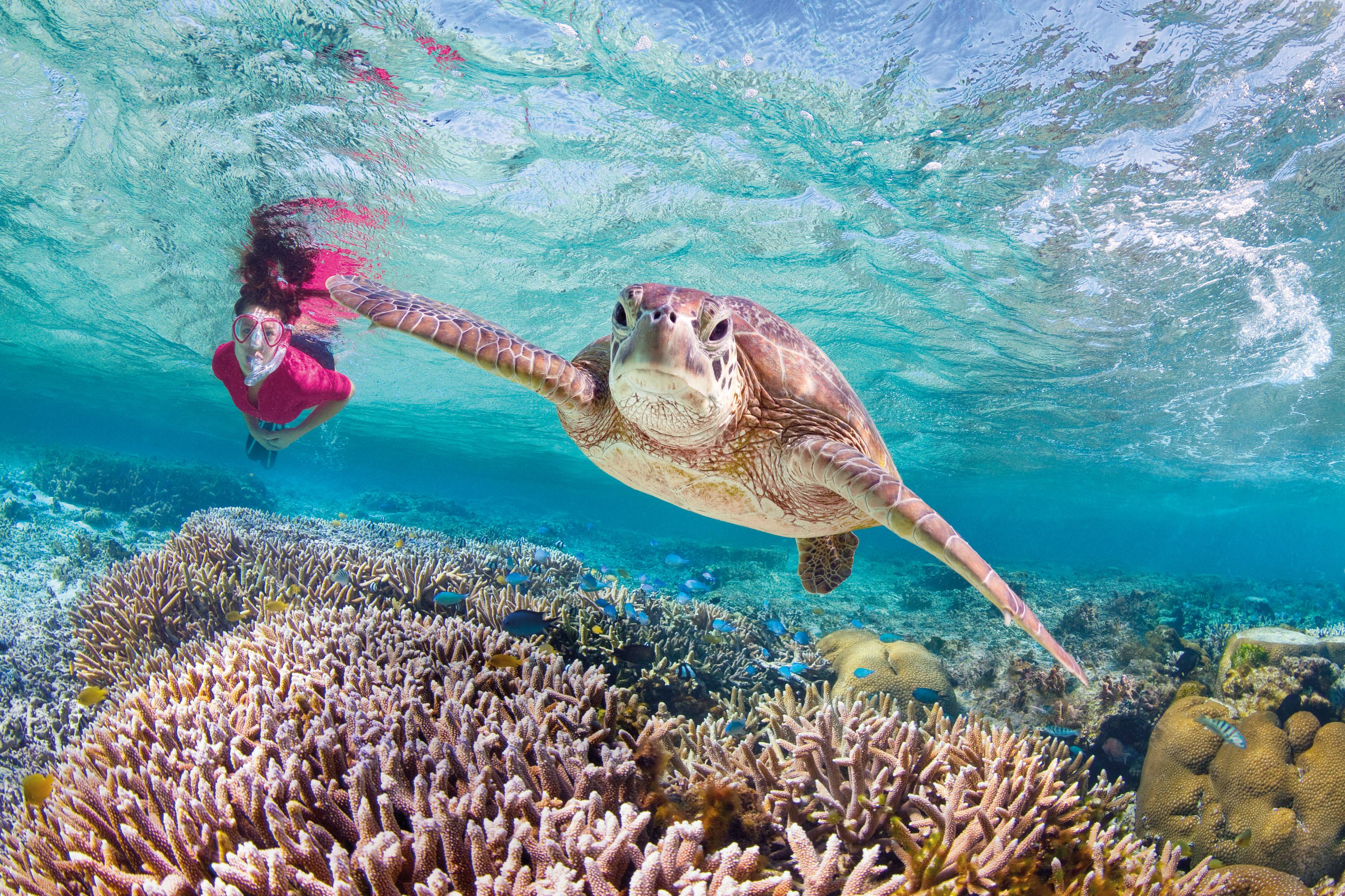 世界上十大奇异动物：水滴鱼上榜 你见过哪几种？(附2024排名前十完整榜单)