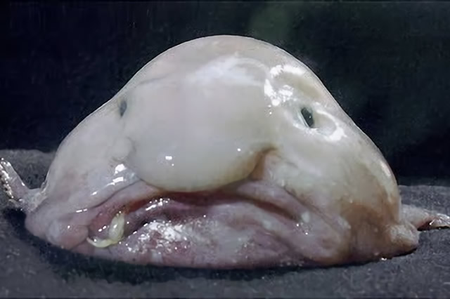 世界上十大奇异动物:水滴鱼上榜 你见过哪几种?(附2024排名前十完整榜单)