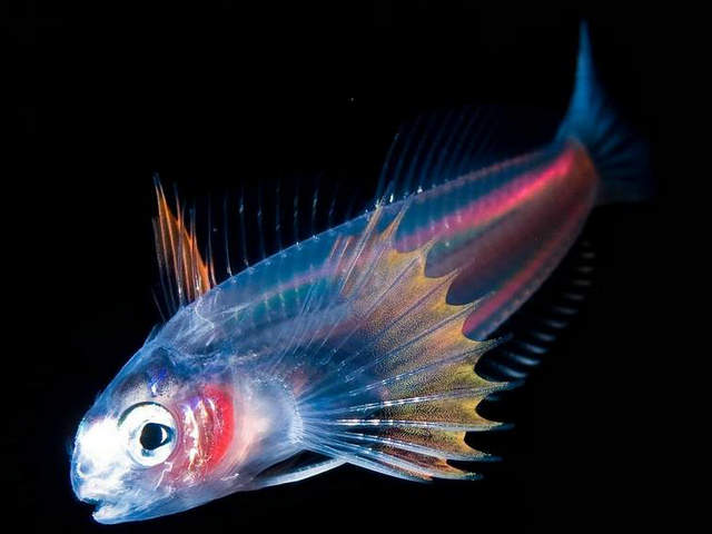 世界上十大奇异动物:水滴鱼上榜 你见过哪几种?(附2024排名前十完整榜单)