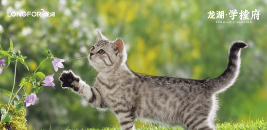 网红猫体长1米22023最新排名前十名对比