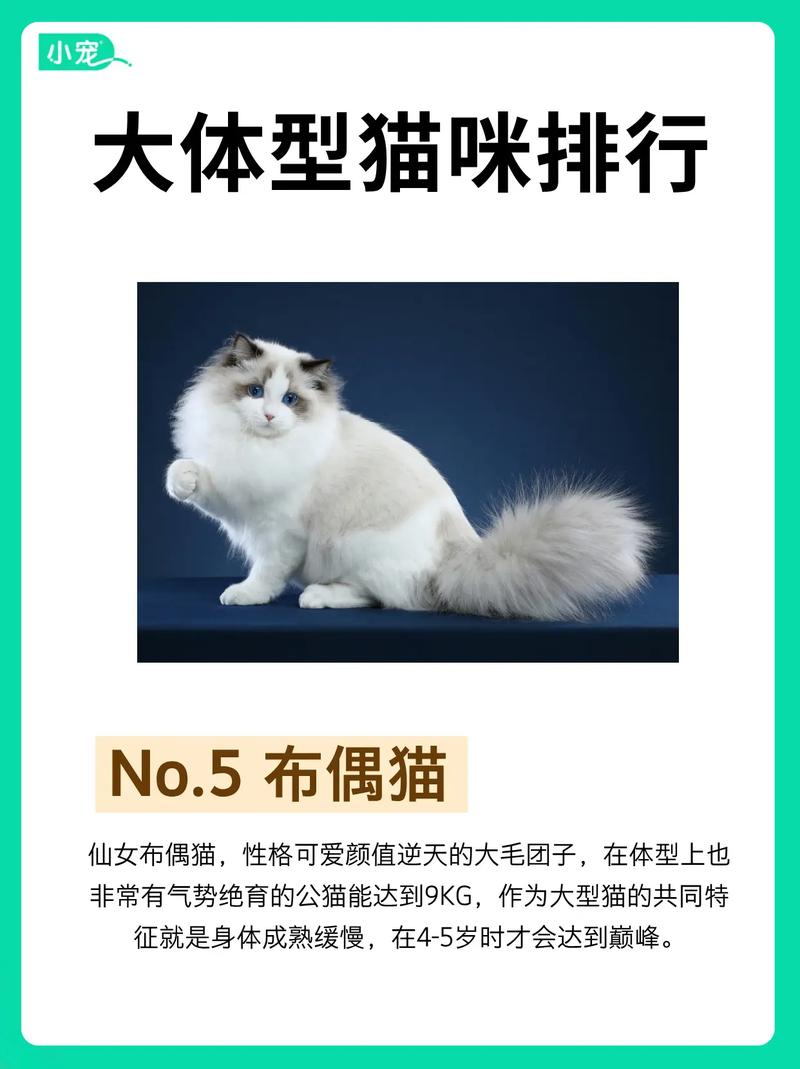 网红猫体长1米22023最新排名前十名对比