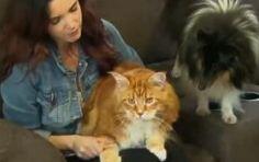 网红猫体长1米22023最新排名前十名对比