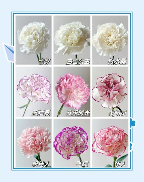 母亲节送什么花2023最新排名前十名对比