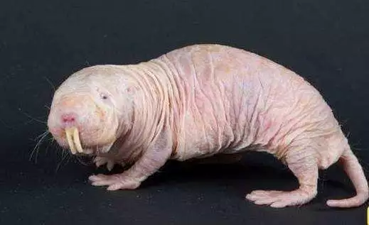 世界上最丑的十种动物：不忍直视