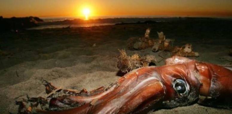 世界上体型最大的巨乌贼，伞膜乌贼体长达1米