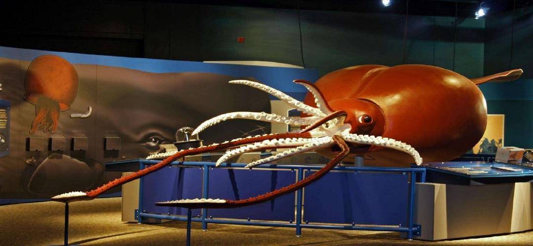 世界上体型最大的巨乌贼,伞膜乌贼体长达1米