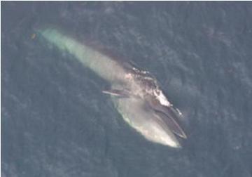 世界上游泳最快的鲸鱼，塞鲸时速达65千米