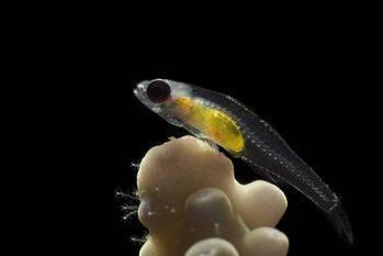 盘点世界上最小的鱼，胖婴鱼体长仅7毫米