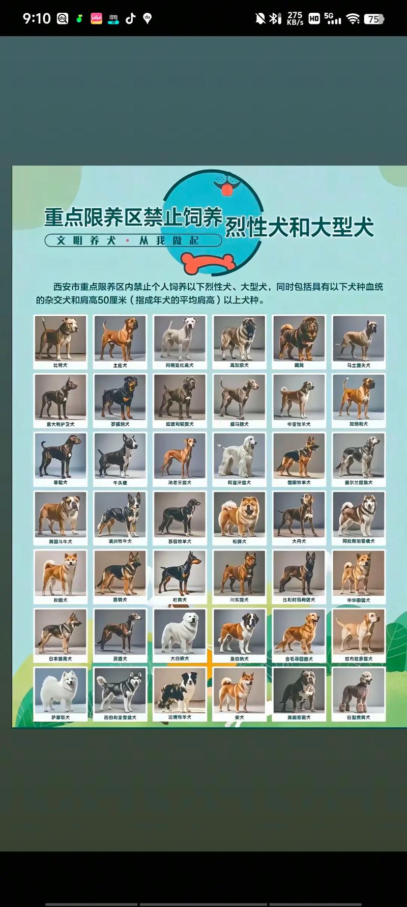 全球六大萌犬排行榜2025近期排名前十名榜单出炉
